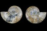 Agate Replaced Ammonite Fossil - Madagascar #166896-1